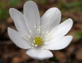 Hepatica nobilis. Цветок (белая форма). Ленинградская обл., Гатчинский р-н, ж. д. станция Дудергоф, в широколиственном лесу. 23.04.2022.