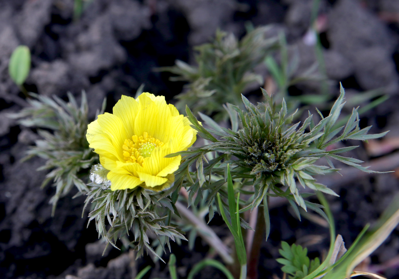 Image of Adonis volgensis specimen.