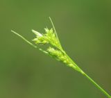 Carex leucochlora