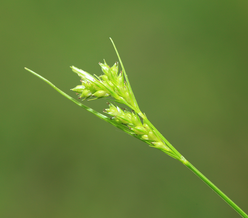 Image of Carex leucochlora specimen.