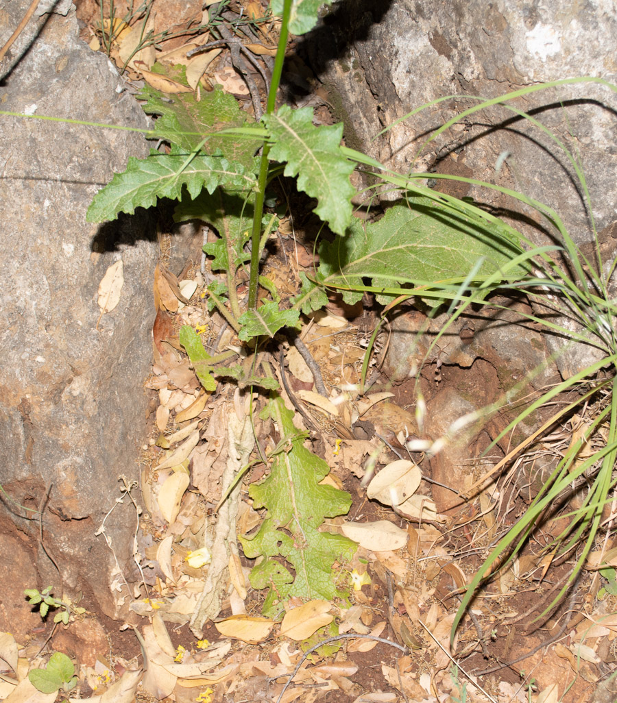 Image of Verbascum tripolitanum specimen.