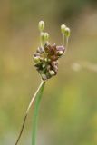 Allium oleraceum