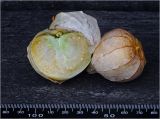 род Physalis
