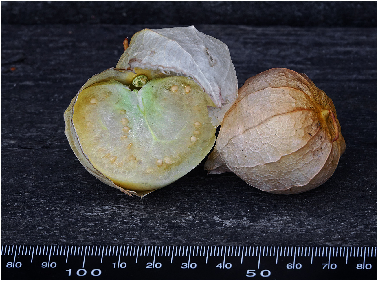 Image of genus Physalis specimen.