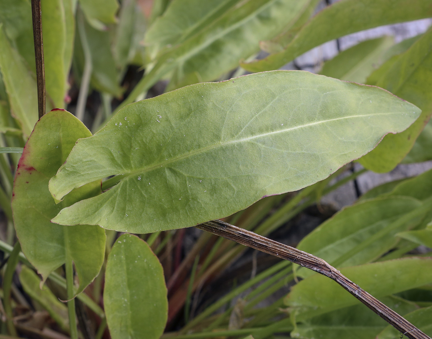 Image of Rumex acetosa specimen.