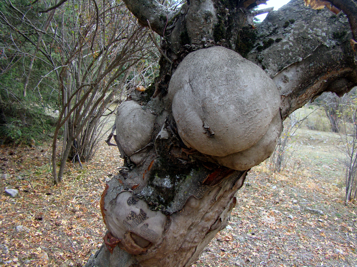 Image of Sorbus tianschanica specimen.