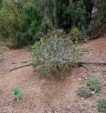 Echium decaisnei subspecies purpuriense. Вегетирующее растение. Испания, автономное сообщество Канарские о-ва, о-в Фуэртевентура, провинция Las Palmas, муниципалитет Pajara, пос. La Lajita, \"Оазис-Парк\", ботанический сад. 08.06.2019.