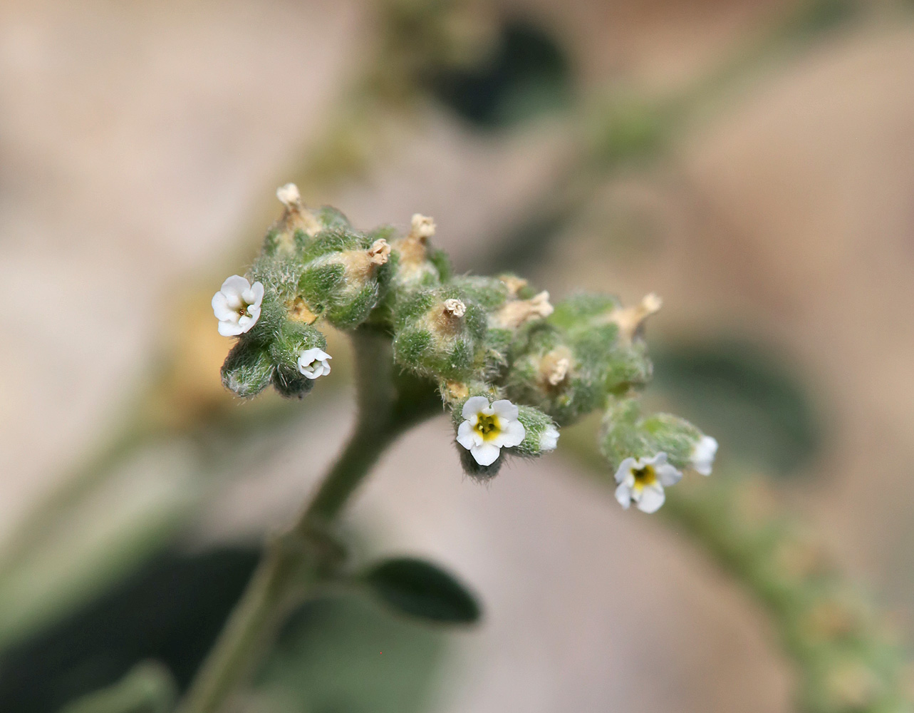 Изображение особи Heliotropium ellipticum.