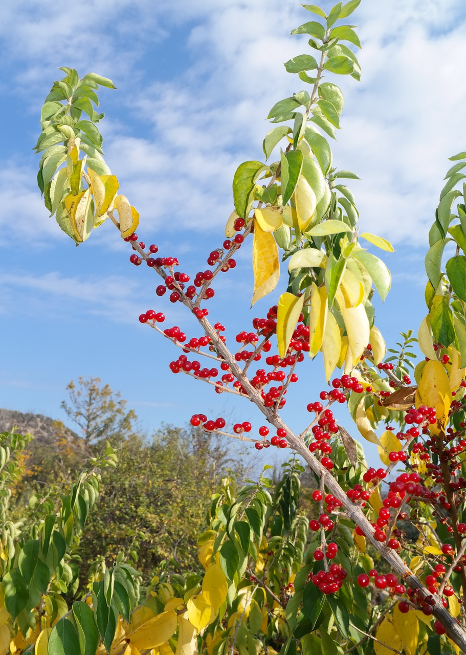 Image of genus Lonicera specimen.