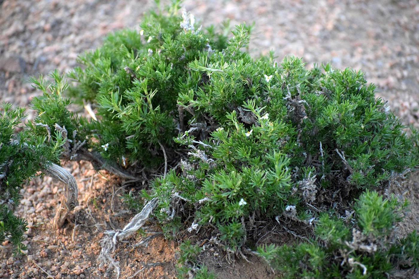 Image of Potaninia mongolica specimen.