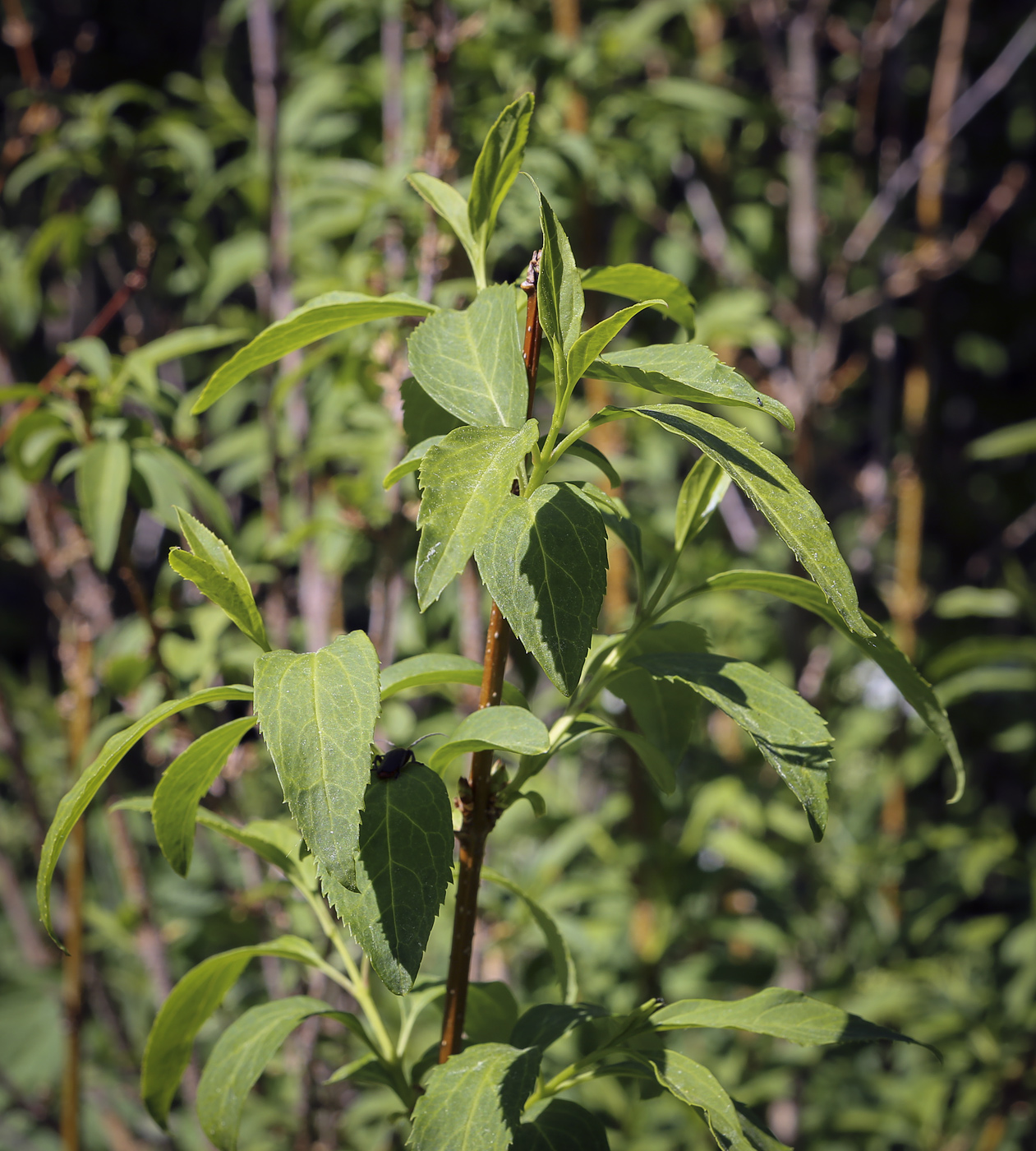 Image of Forsythia giraldiana specimen.