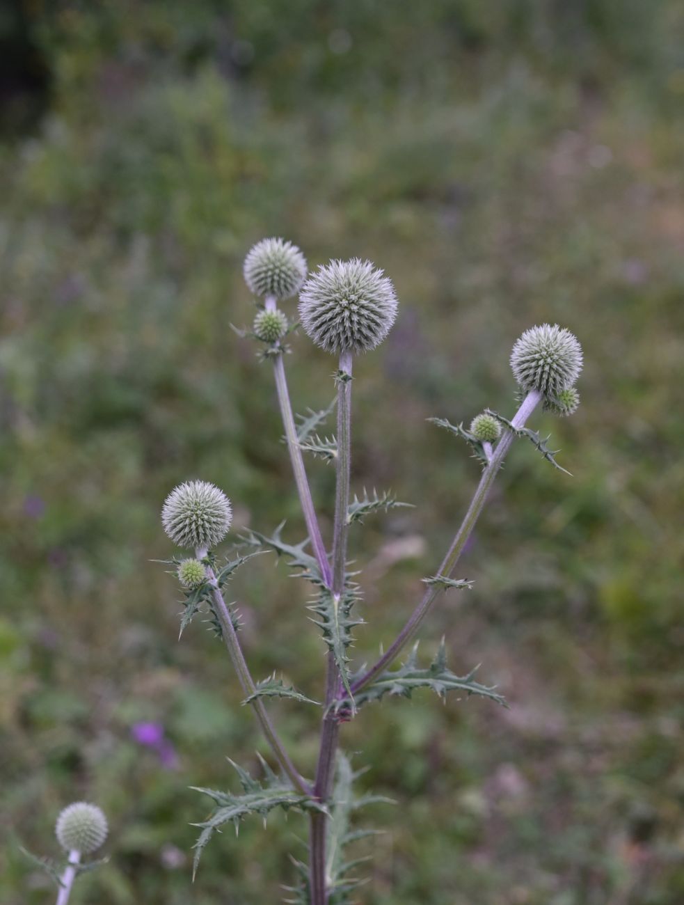 Изображение особи Echinops sphaerocephalus.