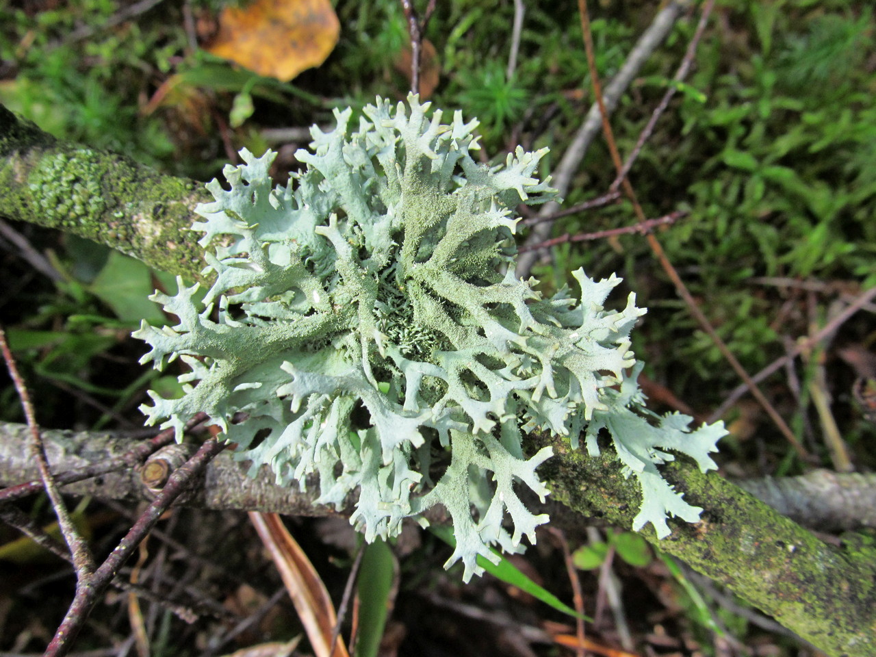 Изображение особи Pseudevernia furfuracea.