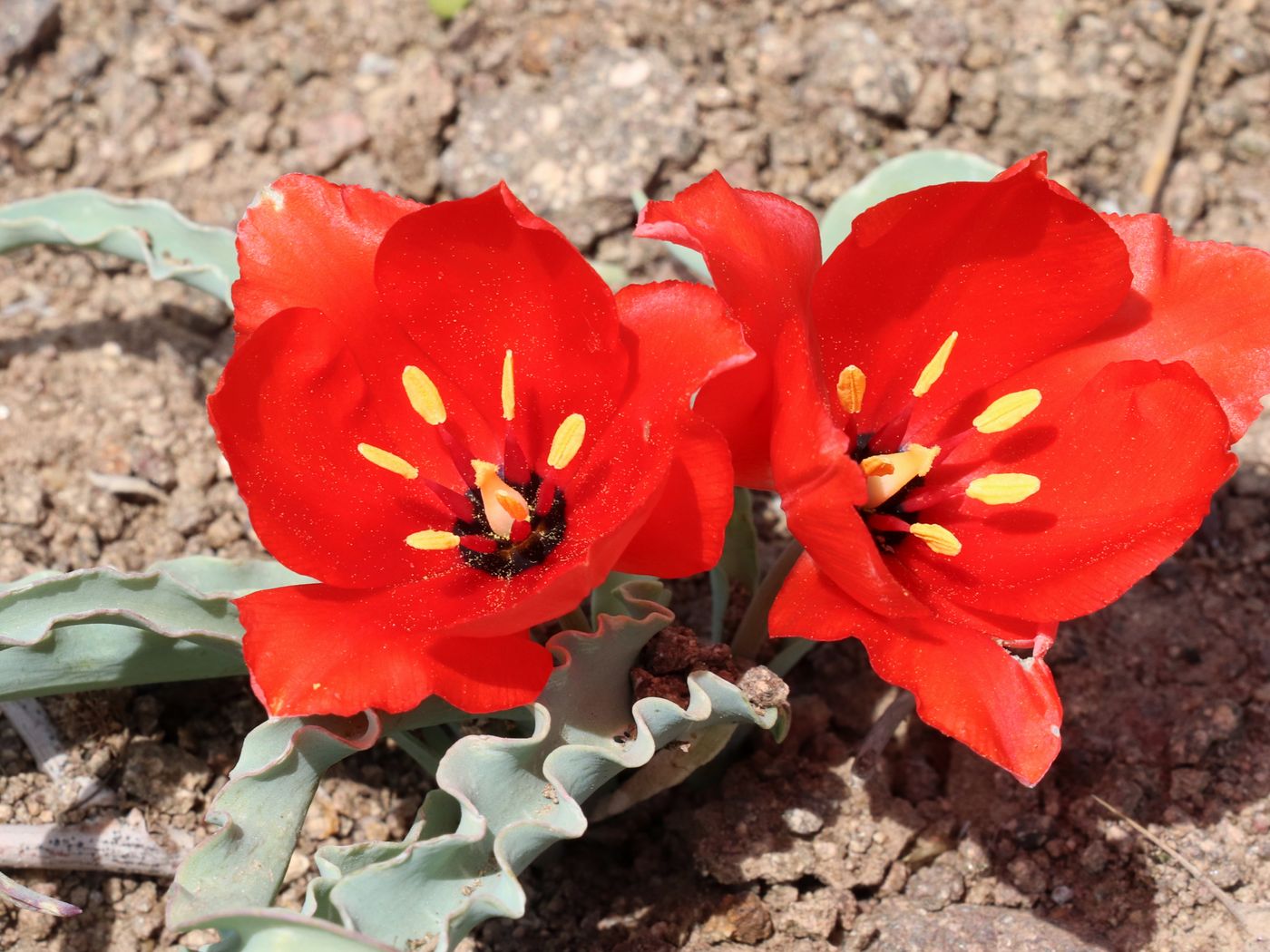 Изображение особи Tulipa korolkowii.