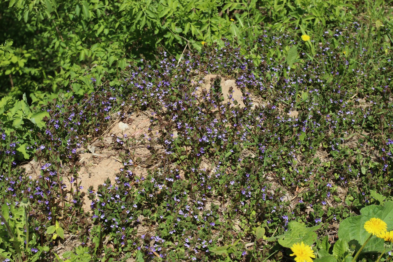 Изображение особи Glechoma hederacea.