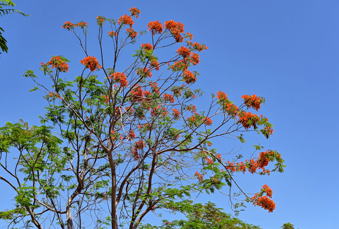 Изображение особи Delonix regia.