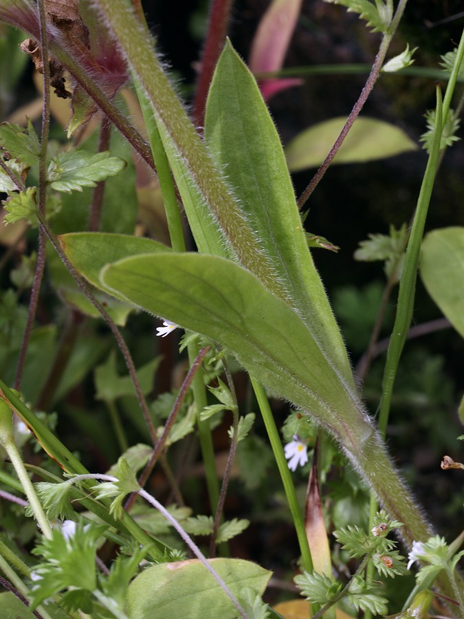 Изображение особи Melandrium dioicum.