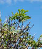 Ficus carica. Верхушки веток. Чили, обл. Valparaiso, провинция Isla de Pascua, северо-восточная часть острова, окр. бухты Ovahe, заброшенный участок. 13.03.2023.