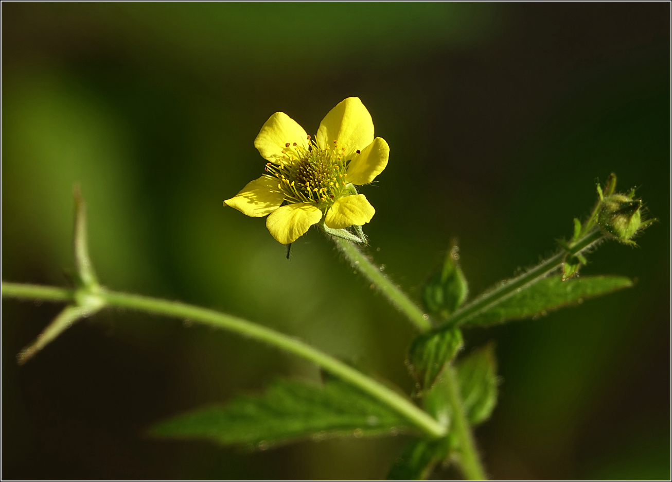 Изображение особи Geum urbanum.