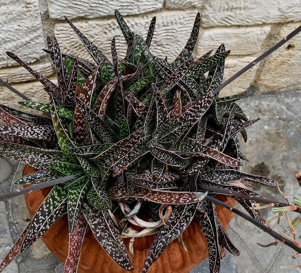 Изображение особи Aloe variegata.