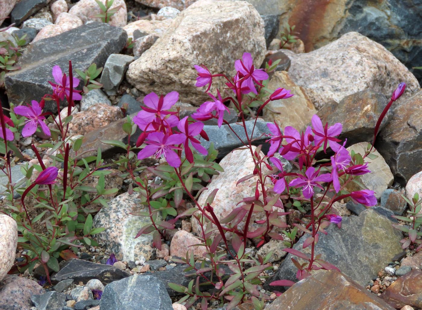 Image of Chamaenerion latifolium specimen.