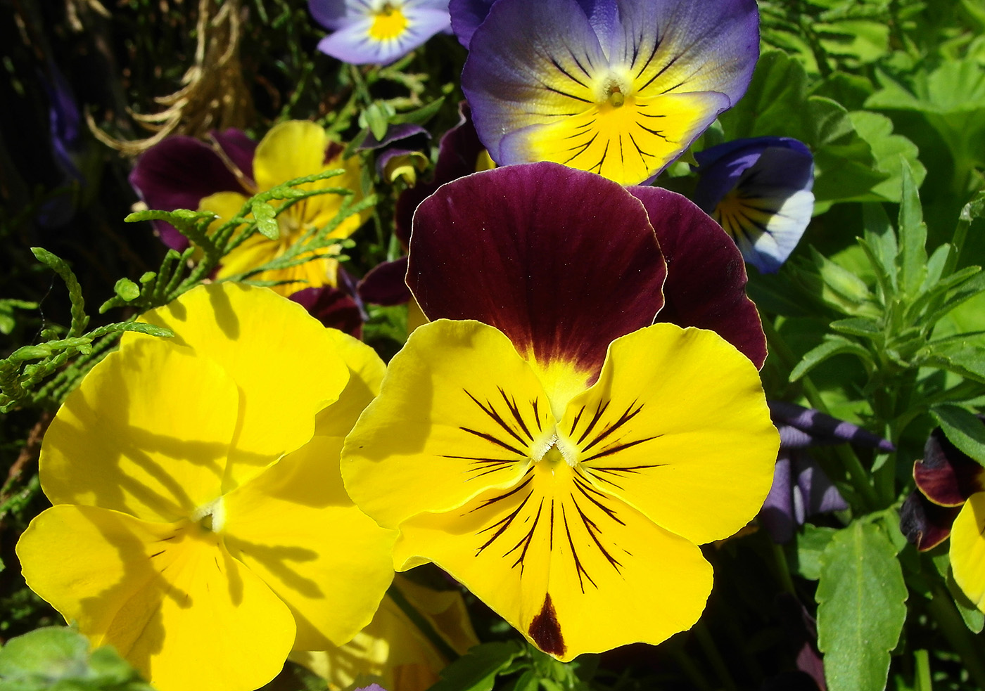 Image of Viola wittrockiana specimen.