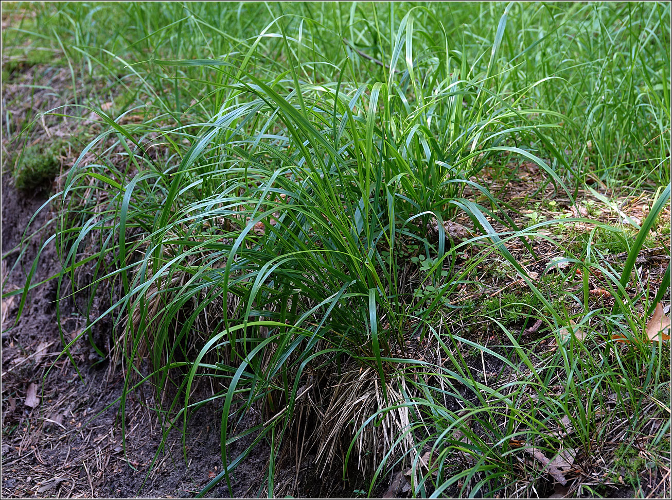 Изображение особи Festuca gigantea.