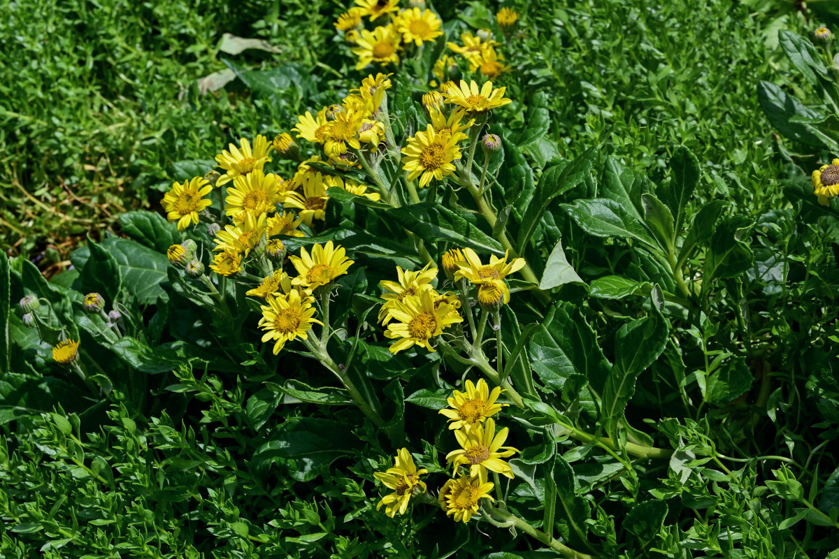 Image of Senecio pseudoarnica specimen.