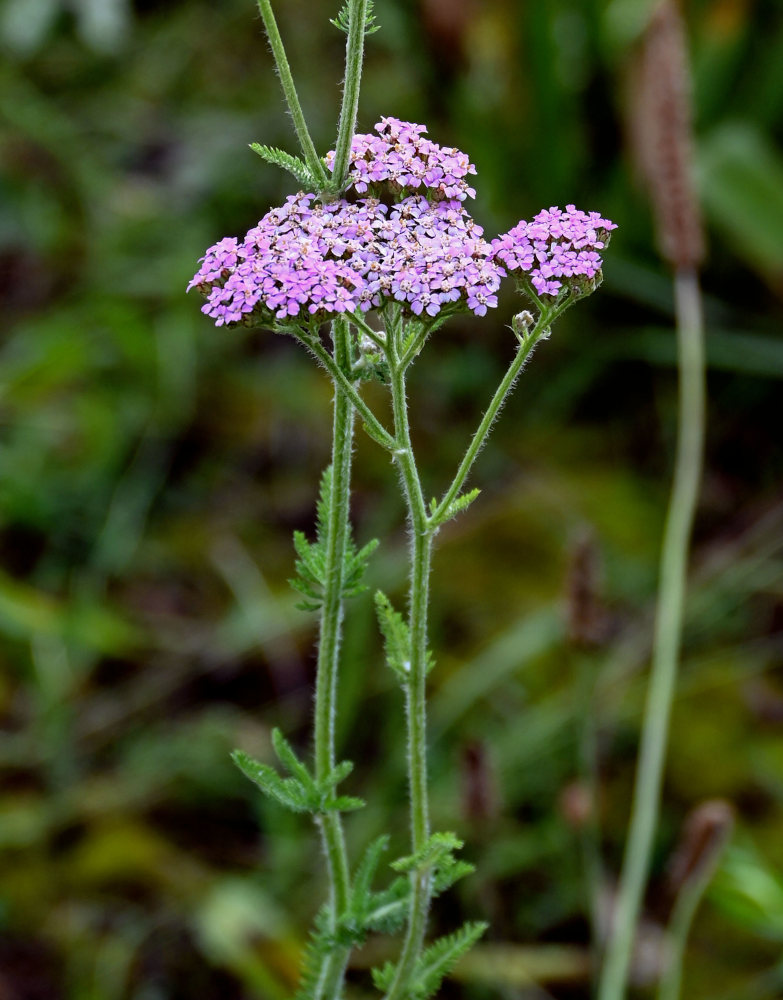 Image of Achillea millefolium specimen.