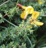 Смотреть изображение Caragana scythica