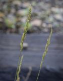 genus Festuca