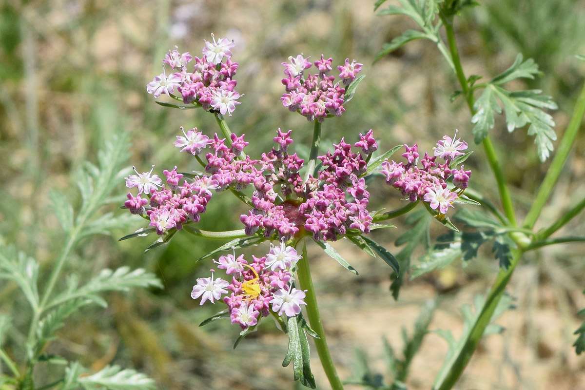 Image of Eremodaucus lehmannii specimen.