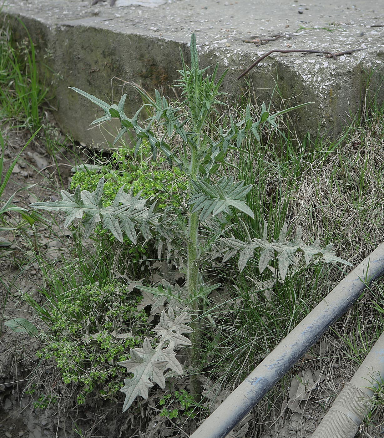 Изображение особи род Cirsium.