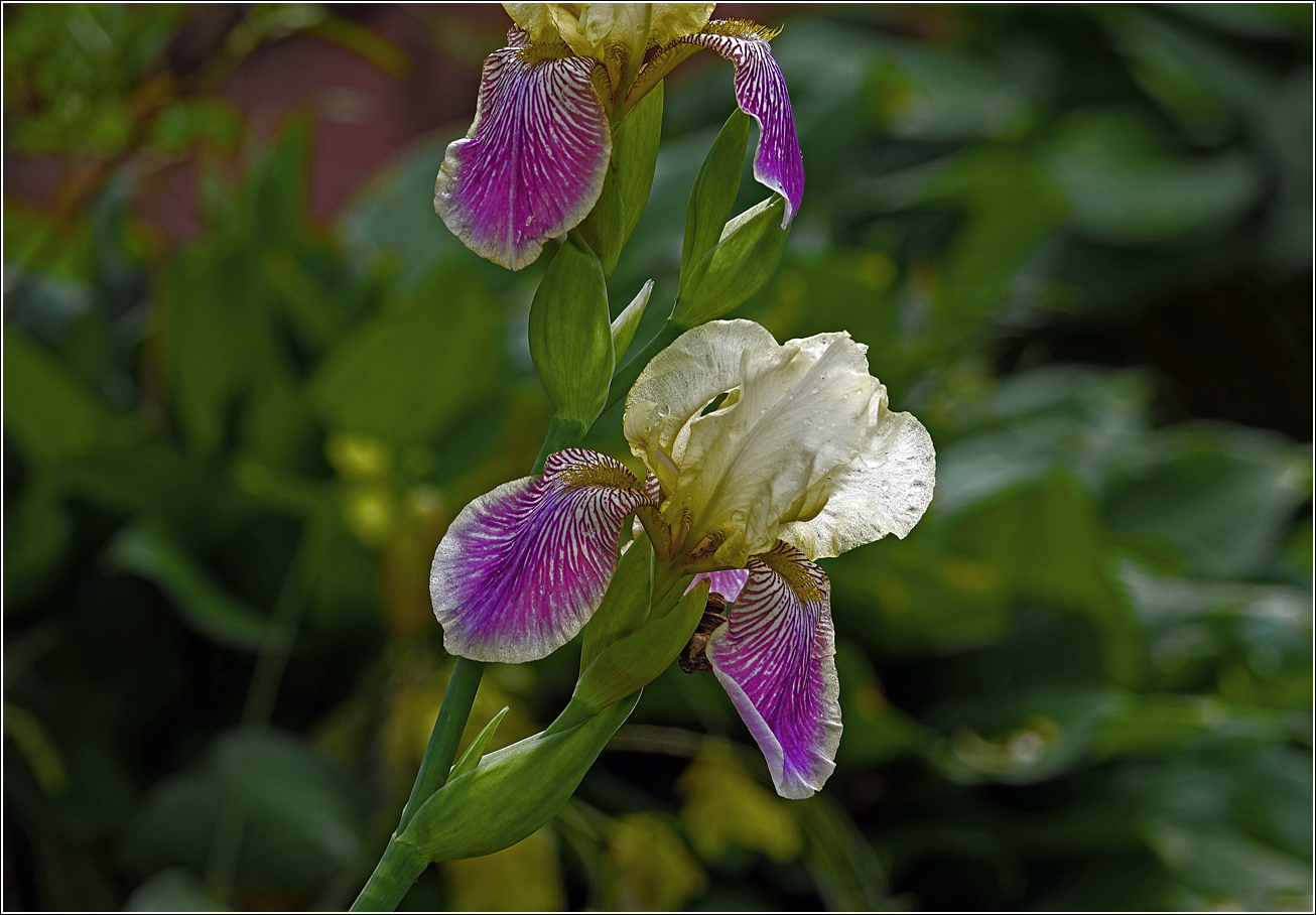 Изображение особи Iris &times; hybrida.