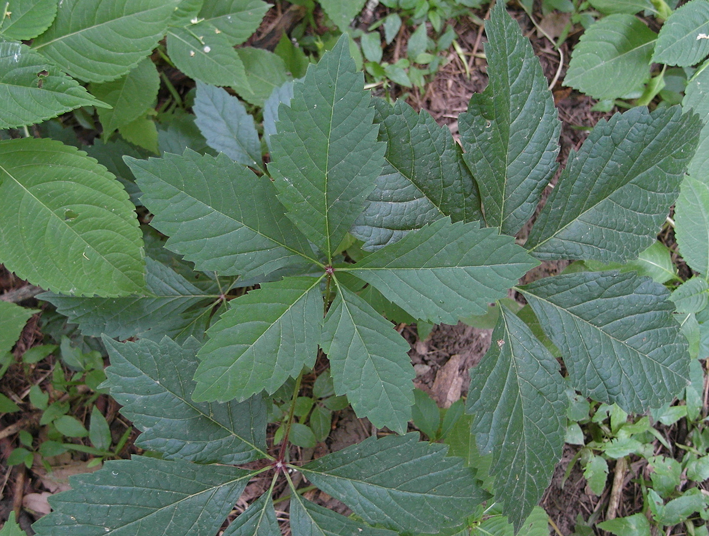 Image of Parthenocissus quinquefolia specimen.