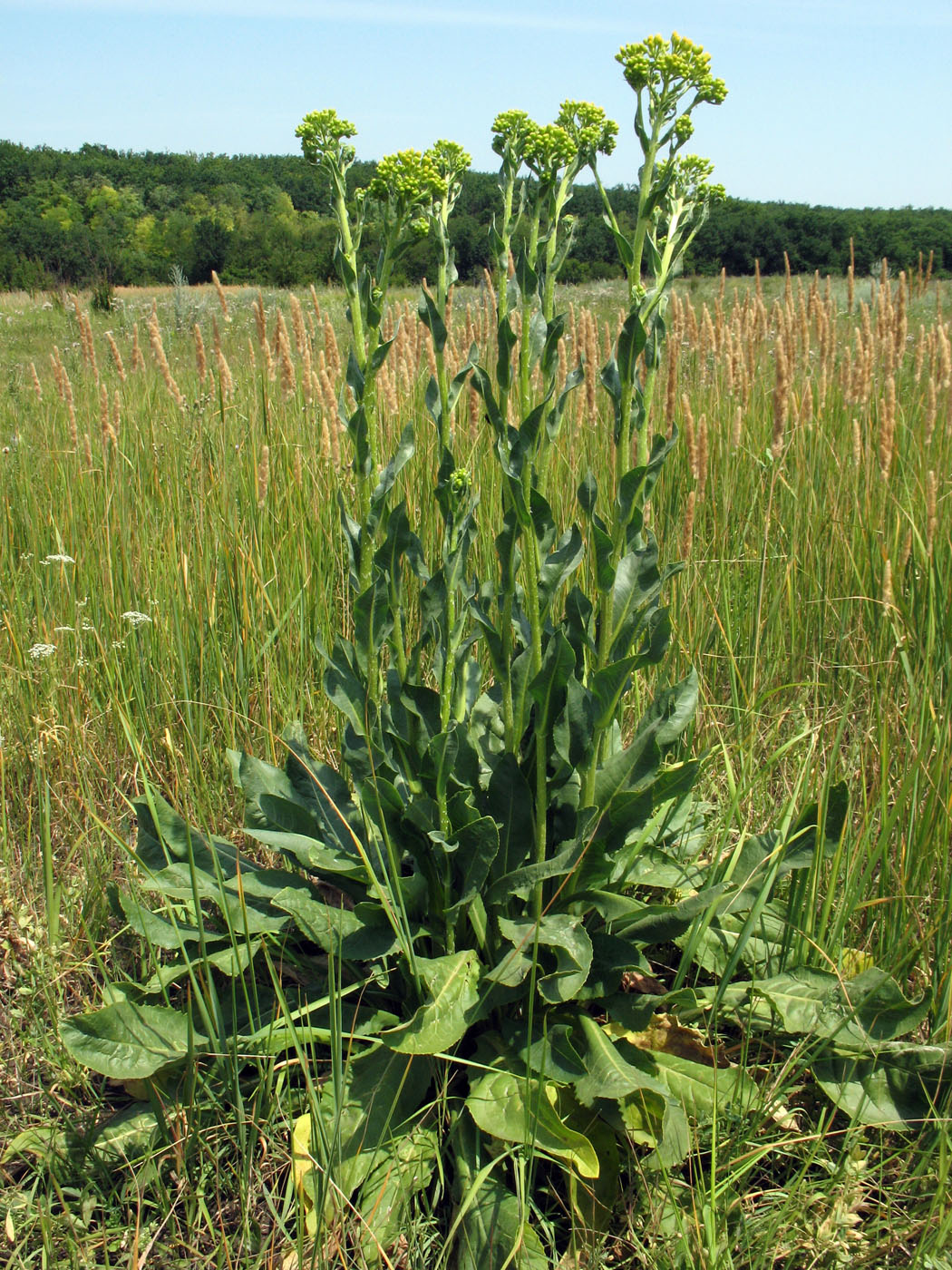 Image of Senecio macrophyllus specimen.