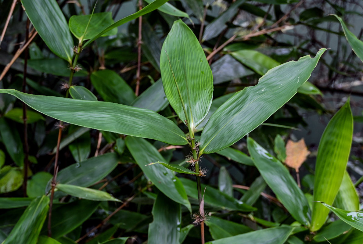 Изображение особи Phyllostachys pubescens.