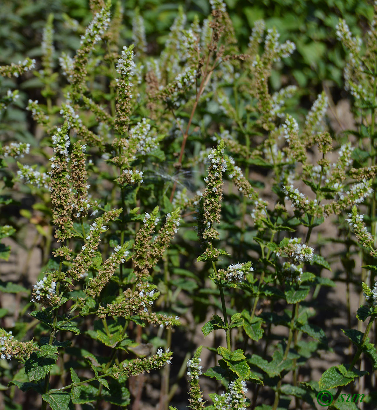 Image of Mentha &times; rotundifolia specimen.