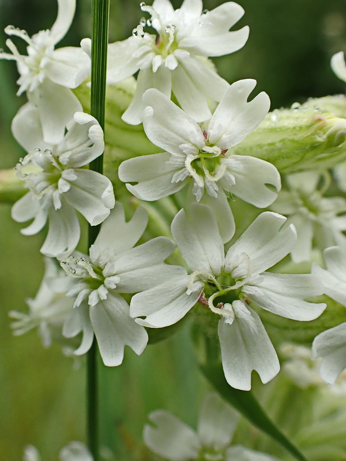 Изображение особи Silene amoena.