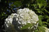 Viburnum opulus form roseum. Соцветие и верхушка побега. Приморский край, Шкотовский р-н, окр. с. Новонежино, дачный участок. 10.06.2024.