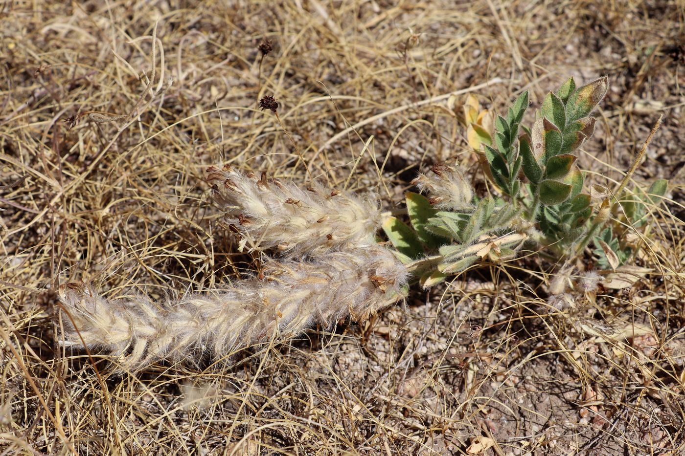 Изображение особи Astragalus stenocystis.