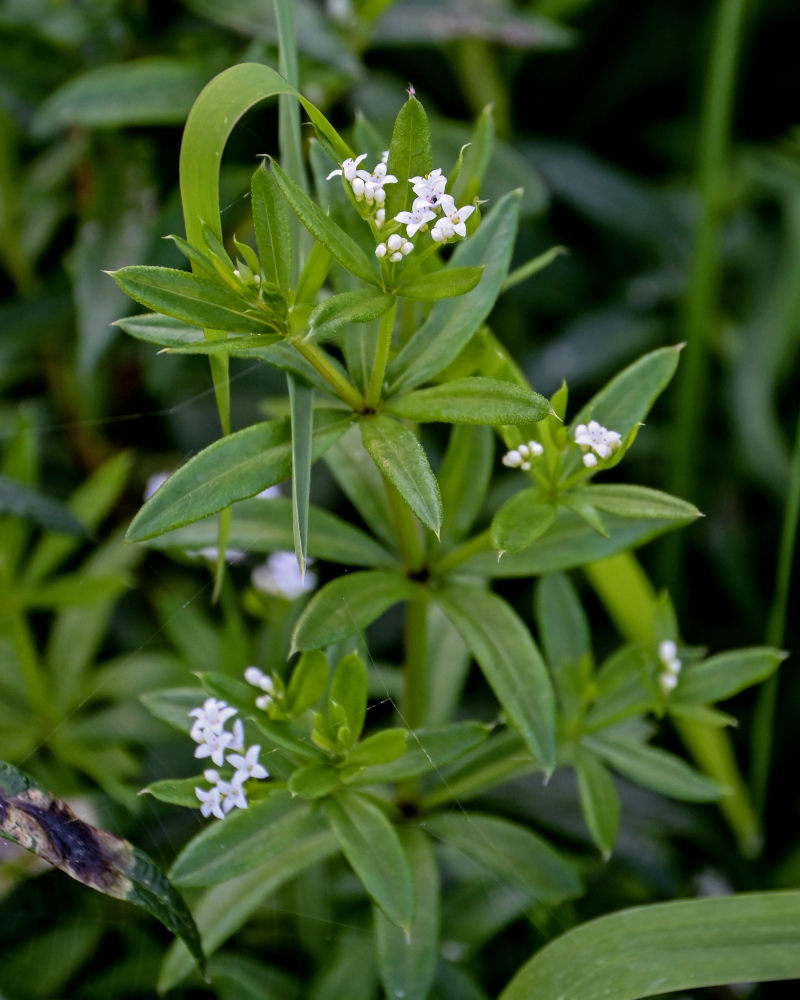 Image of Galium rivale specimen.