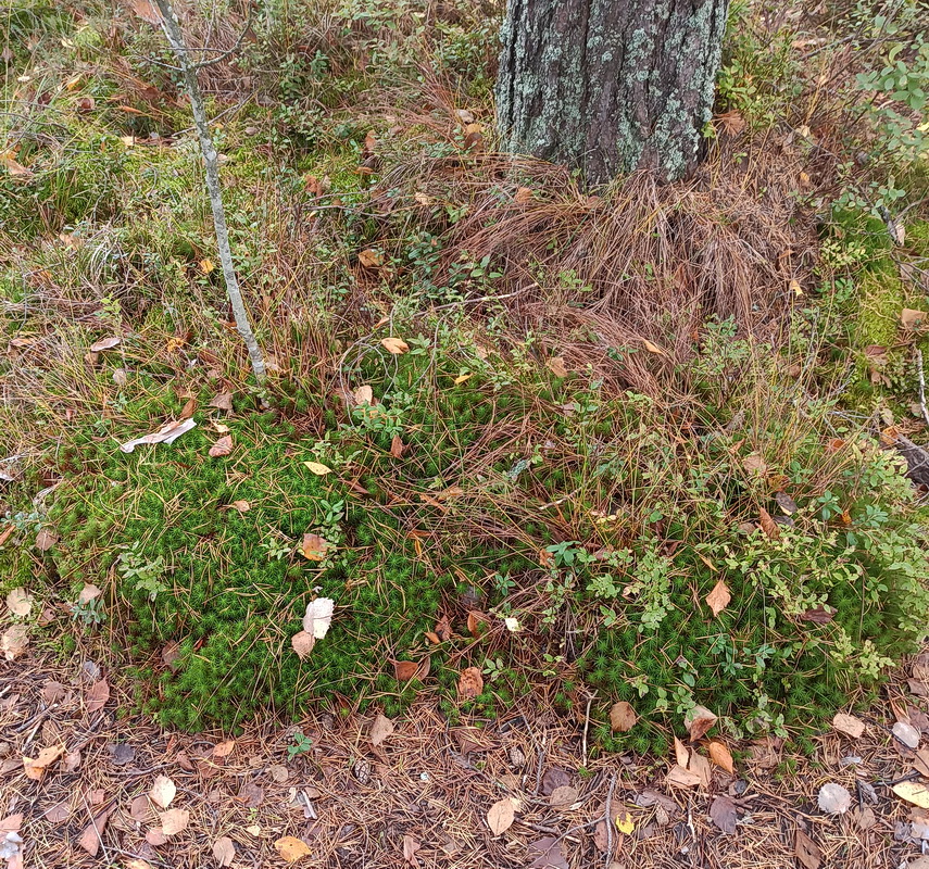 Image of Atrichum undulatum specimen.