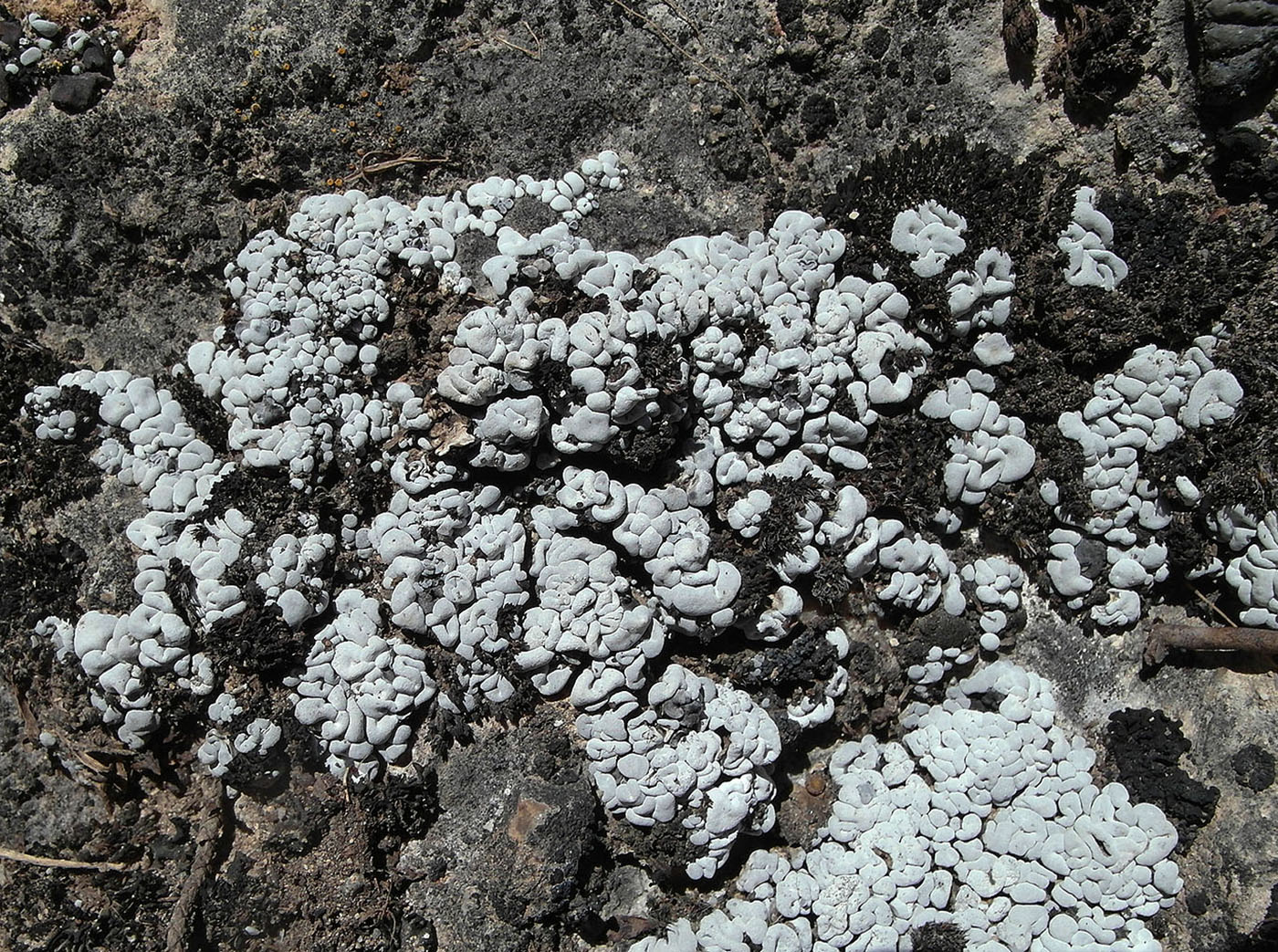 Image of Toninia sedifolia specimen.