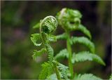 Dryopteris filix-mas