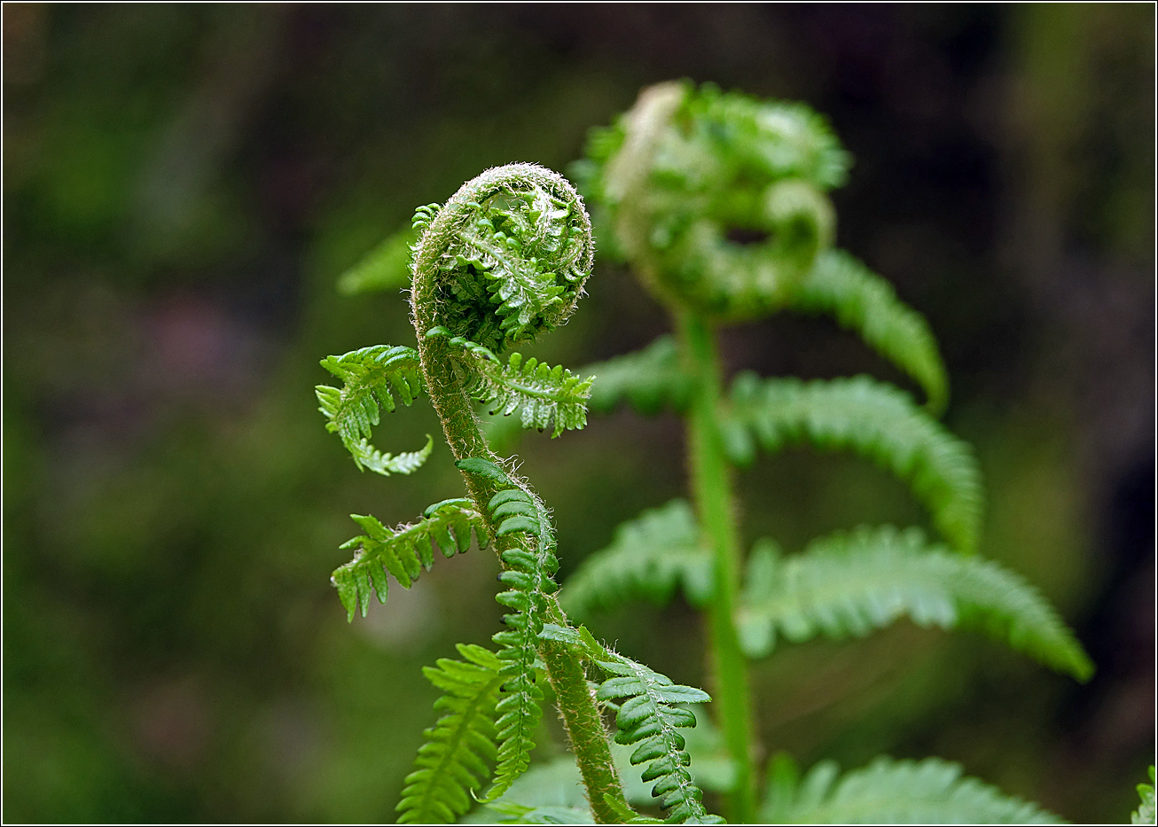 Изображение особи Dryopteris filix-mas.