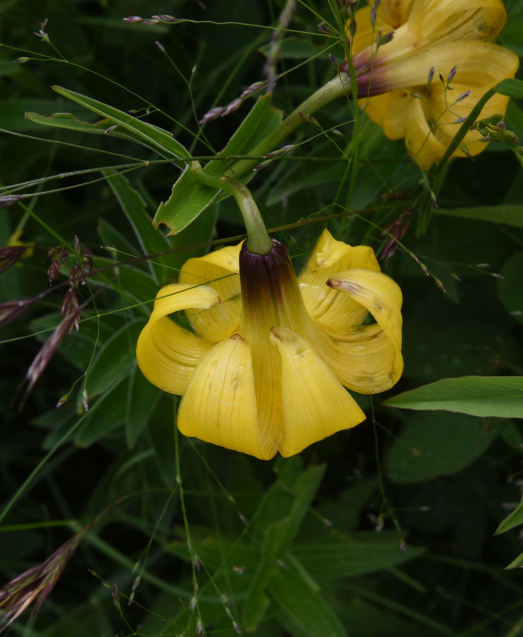 Image of genus Lilium specimen.