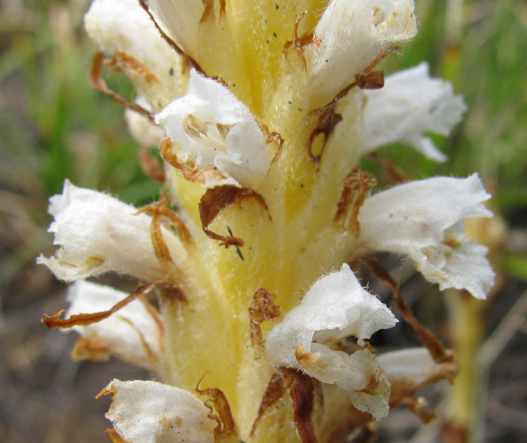 Image of Orobanche korshinskyi specimen.