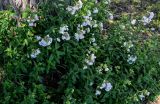 Saponaria officinalis form pleniflora