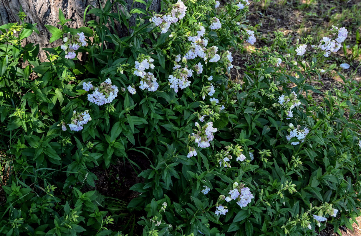 Image of Saponaria officinalis f. pleniflora specimen.